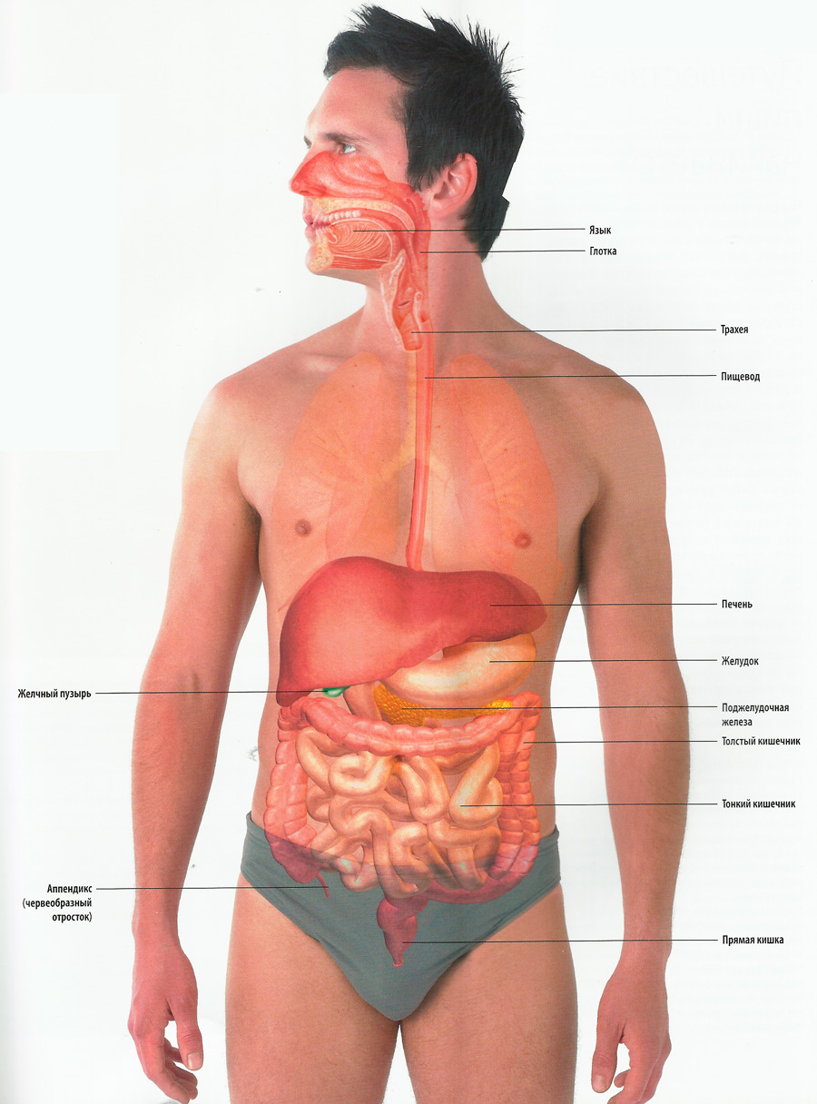 Строение желудка и кишечника человека фото с надписями
