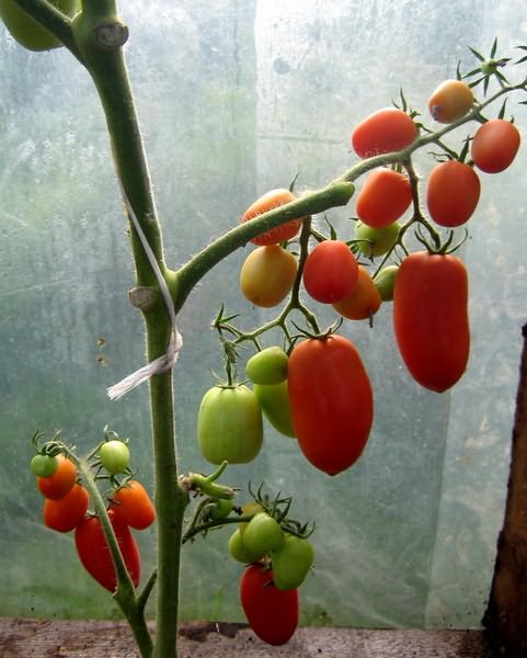 За сколько вырастают помидоры