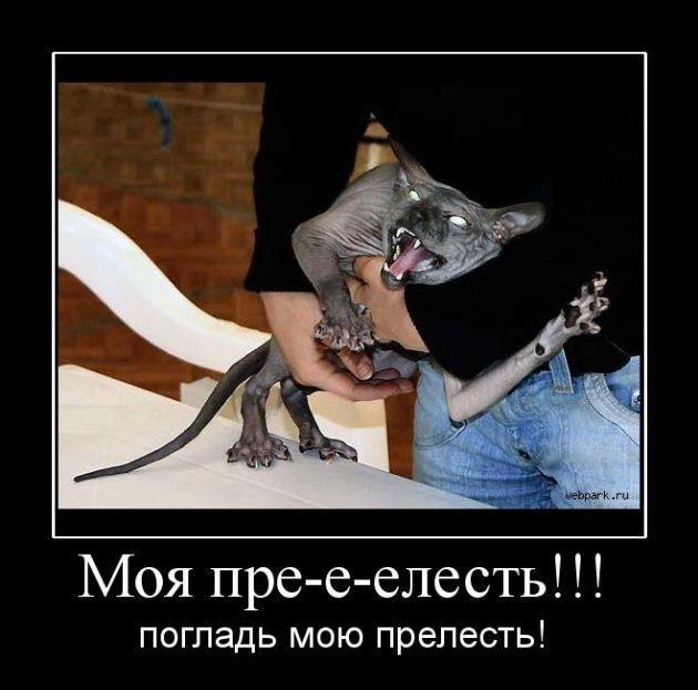 Поиграл с киской